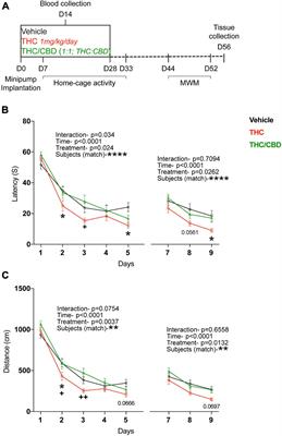 Efficacy of Δ9 -Tetrahydrocannabinol (THC) Alone or in Combination With a 1:1 Ratio of Cannabidiol (CBD) in Reversing the Spatial Learning Deficits in Old Mice